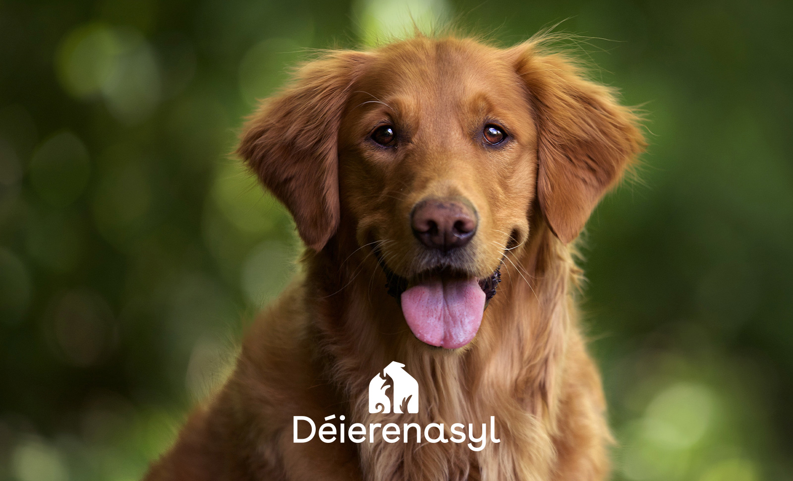 Bild mit Hund und Logo des Kunden Déierenasyl